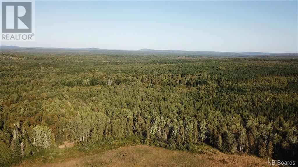 Woodlot Route 595, bull lake, New Brunswick